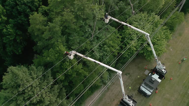 Custer, SD Tree Removal and Landscaping Services Company